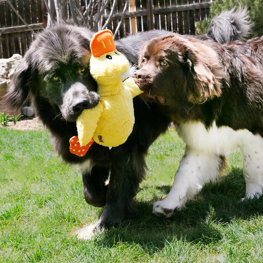 Comfort Jumbo Duck, Assorted Colors