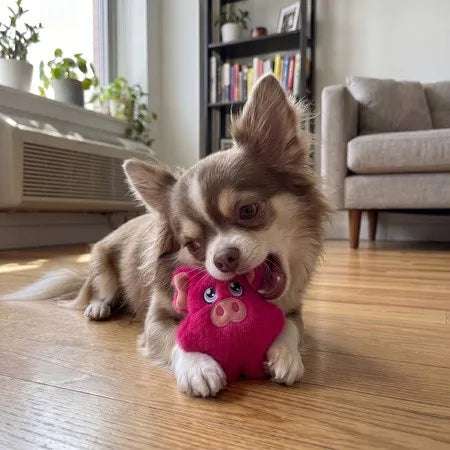Snuzzles Mini Pig