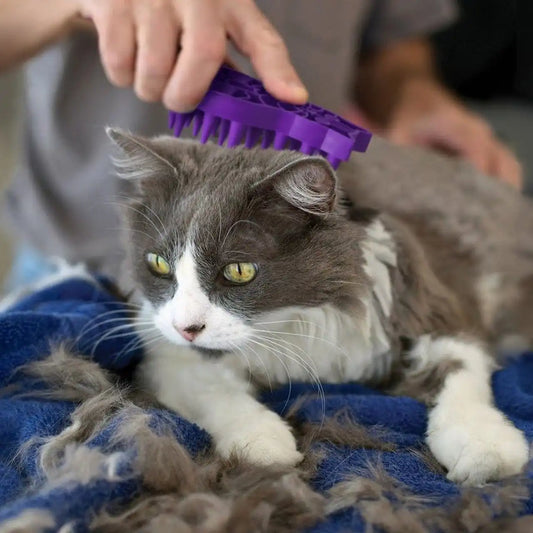 Cat ZoomGroom